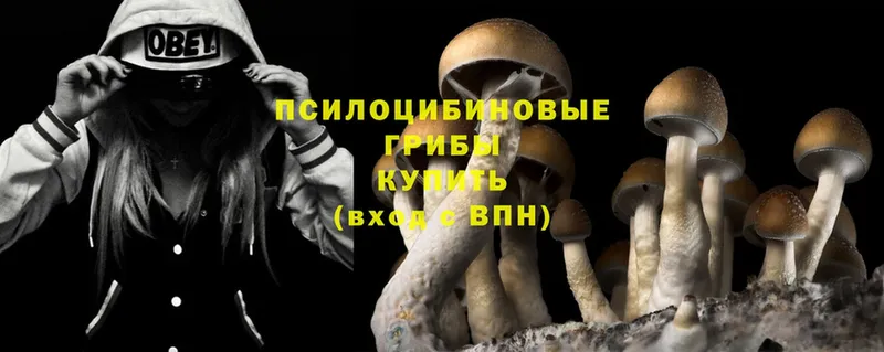 Галлюциногенные грибы Psilocybine cubensis  Ардон 